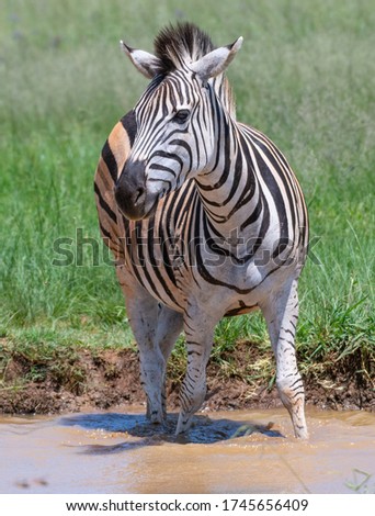 Zebra standing in the water in Rietvlei Nature reserve South Africa