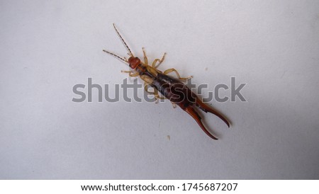 Earwig isolated.
Earwig on a white background
insect isolated
Closeup earwigs
Earwigs will use their pincers to defend themselves. close up insect, insects, animals, animal, bug, bugs, wildlife wild.