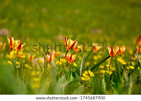 Blooming tulips Kaufman. Field of multi-colored tulips as a concept of holiday and spring. Flowers in a meadow with grass as a background with a place for text and copy space.  Kazakhstan