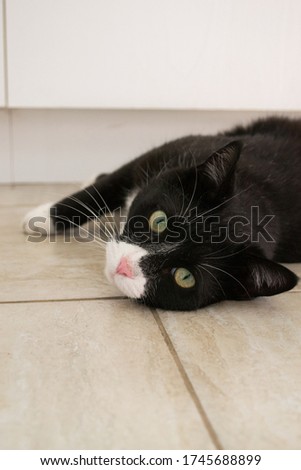 Black and white cat laying down on the floor