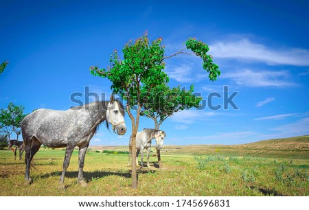 A female horse and her son