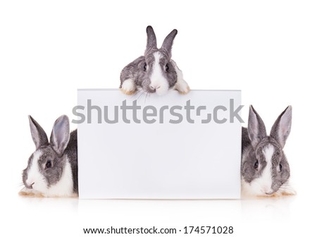 Studio shot of domestic rabbits on white background