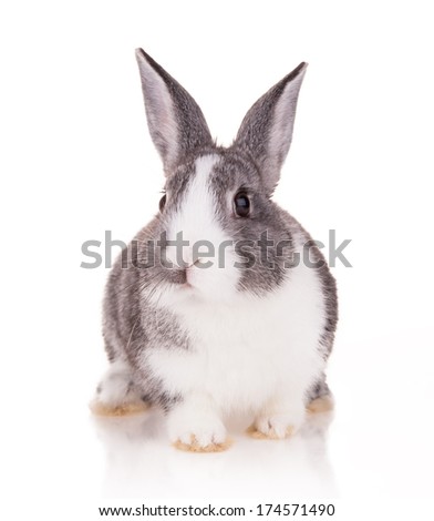 Studio shot of domestic rabbit on white background