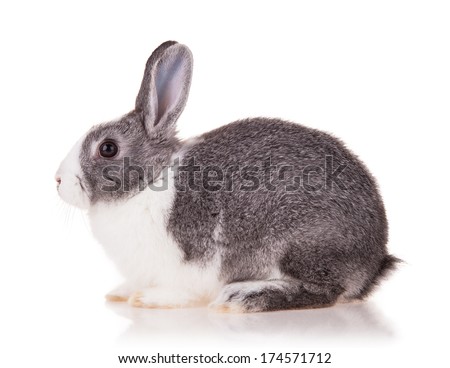 Studio shot of domestic rabbit on white background