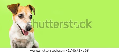 Amusing smiling dog on green background with looking side. Cute portrait. Jack Russell terrier funny adorable muzzle. Horizontal long format banner. Animal theme. Happy pet concept. Positive emotions