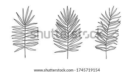 Set of exotic palm tree tropical leaves, hand-drawn in a doodle for elegant design of ornaments, patterns. Vector hand drawn set of silhouette leaves in outline technique on the white background.