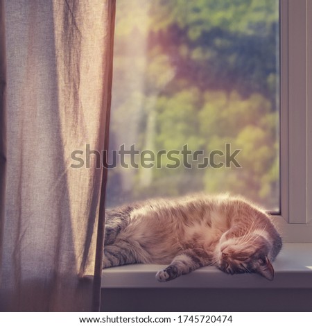A cat sleeps by a window with green trees in a spring park. Stay home because of the coronavirus epidemic, concept