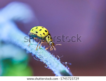 Сlose-up of a yellow ladybug on a twig. Macro photography of ladybird. Psyllobora vigintiduopunctata, Coccinellidae.  Copy space.              