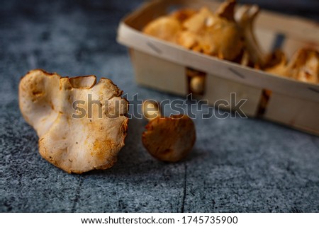 Harvest of mushrooms, food closeup. Batch of fresh mushrooms. Fresh chanterelles or golden chanterelles. Raw wild chanterelles mushrooms on rustic background