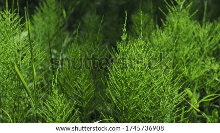 Forest horsetail in the shade of trees in summer. medicinal plant horsetail forest and field. Horsetail meadow view from above. Green grass background in eco-style Royalty-Free Stock Photo #1745736908