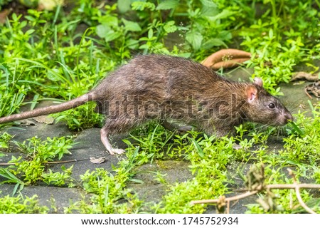 the giant rat in the grass
