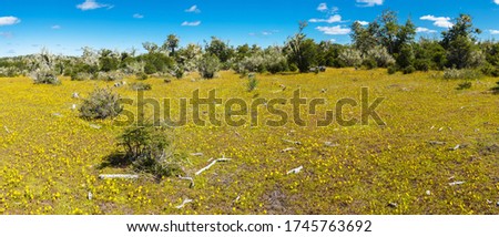 Meadow full of blooming yellow flowers in Tierra del Fuego in Argentina. Panorama picture