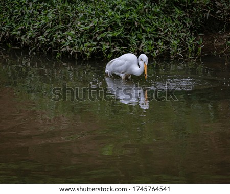 A great egret fishing and splashing water all around (4/4)