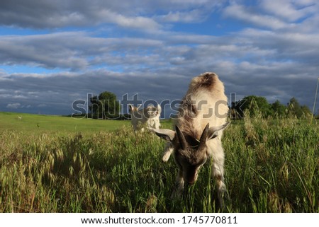 two white goats on the field.  Against the background of a dark sky