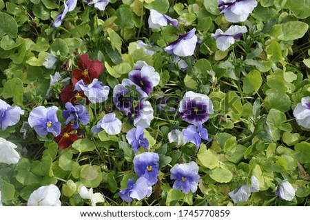 Pansies, viola, violet Vitrocca, all these names belong to the same flower. Bright and compact violets are very popular in landscape design.