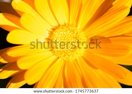 The blurred filter of Yellow daisy, Soft focus of daisy plant, eco frame background concept, can use as background and copy space for text