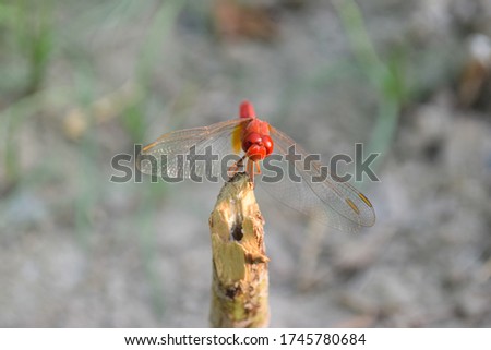 Red dragonfly picture beautiful pictures close up on plant leaf, animal insect macro, nature garden park background