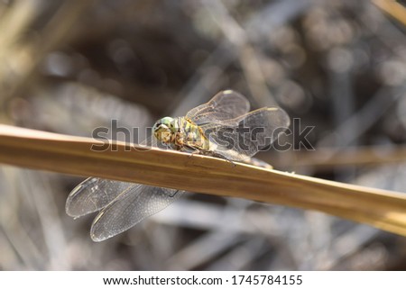 black dragonfly picture beautiful pictures close up on plant leaf, animal insect macro, nature garden park