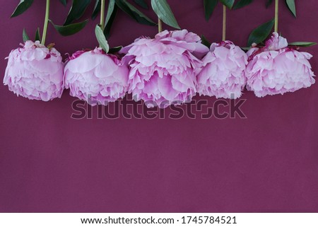 big pink gentle peony lie in row on maroon background. Layout for greeting postcard. Congratulating with birthday, mother's day, anniversary, valentines day. Holiday concept.