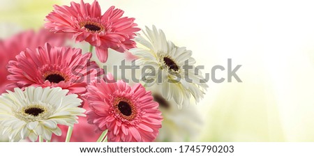  image of beautiful festive flowers in the garden close-up