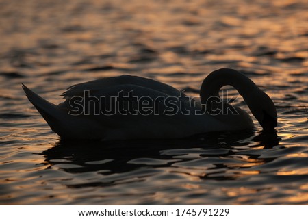 
swan floats on water at sunset