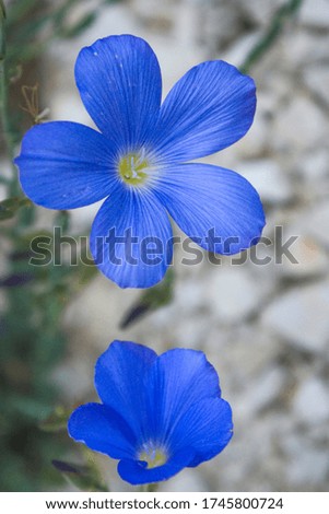 Blue wild flax flowers on a white gravel background