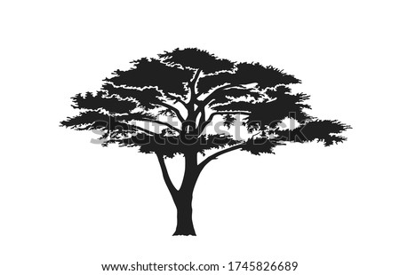 acacia tree silhouette. australian and african tree. nature and landscape design element