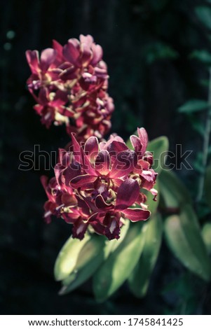 Picture of  orchid flowers blooming in the garden. Macro. Orchid pattern. Orchid selective focused background