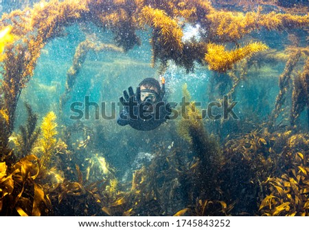 Diving in Japan, Teenage boy in a black with snorkel mask in a cave & under the water amongst the seaweed, making a stop sign with his hand, the water is blue with bubbles, Katsuura, Chiba, Japan
