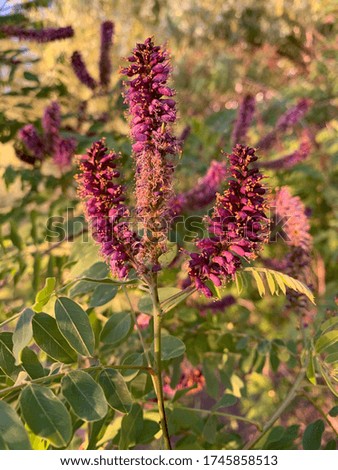 Blossoming Tree Church in the Garden. Blossoming Acacia Tree. Fuchsia flowers. At sunset