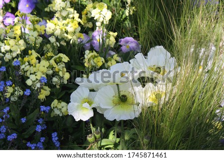 Looking down at various types of flowers in a flower garden in Honfleur, France
