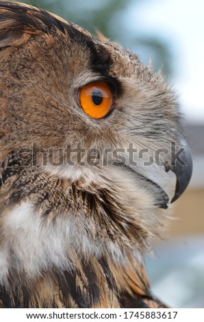European eagle owl face closeup 