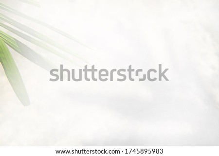 blurry shadows of leaf tree on bright gray background