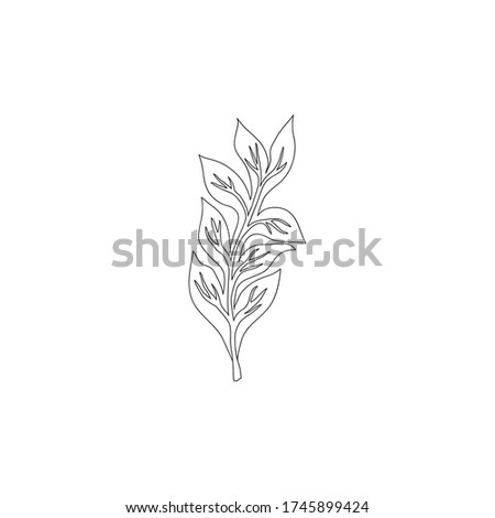 Hand drawn tropical leaf. Only the outline.