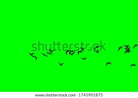Group of birds with isolated sky