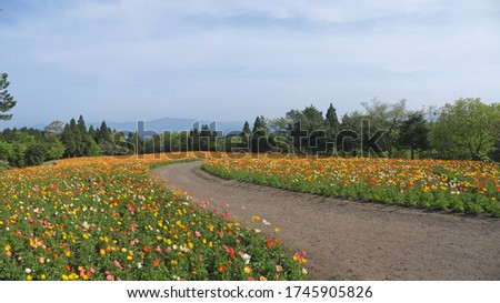 Road through beautiful colorful poppy flowers field in bloom, Kyushu landscape panorama with forest and mountains in background, Japan