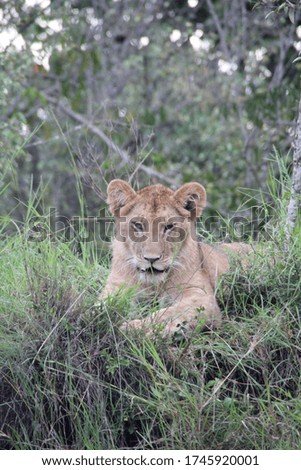 A playful wild lion cub yawning in the heat of the afternoon in the Masai Mara 
