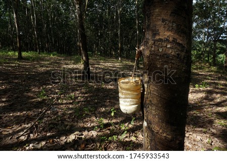Rubber tree plantation. Milky latex extracted from rubber tree (Hevea Brasiliensis). Selective Focus.                             