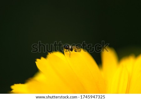 Aphids on a flower. The aphid is sitting on a yellow flower. Macro photo of an insect