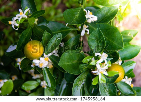 Kumquat tree and its small white flowers are wet because of dew drops after the rain with flare light from the corner of picture.
