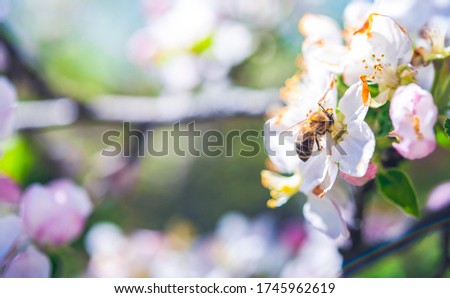 Flying honey bee collecting pollen at flower. Honeybee collects nectar. Pollination of flowers. Close up.