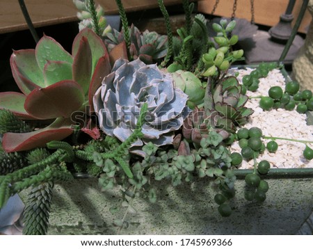 the beautiful and creative succulents arrangement with all kinds of material design for simple and wonderful lifestyle 