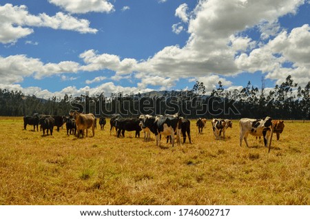 Cattle Raising in Colombian summer