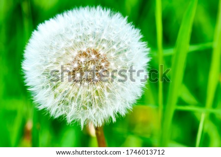 white fluffy dandelion close-up, macro
