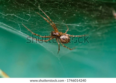 Spider sits on a web macro