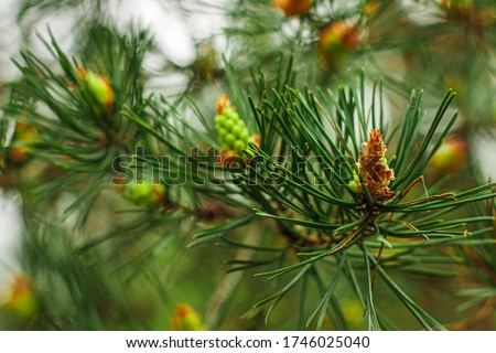 Green fir branch with brown pine cones close up macro. Spruce branch on blur green background. Concept of nature, plants, fir trees and flora. Forest of Christmas trees     