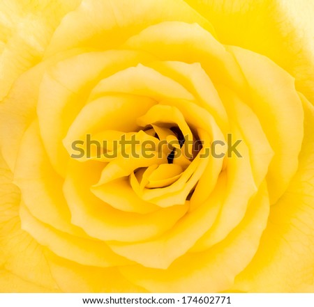 Close-up detail of a yellow rose flower in blossom