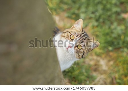 Stray cat hiding game, show head. Cat photographer new picture