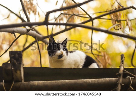 Fat stray cat stay on roof, cat photographer new picture