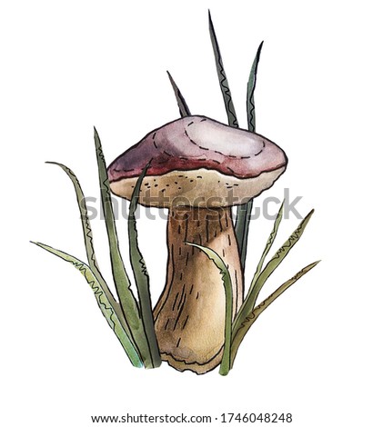 Leccinum mushroom in grass isolated on white. Naturalistic hand drawn watercolor naturalistic illustration.